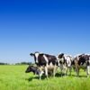 MJM Global Search CEO National Livestock Producers Association
